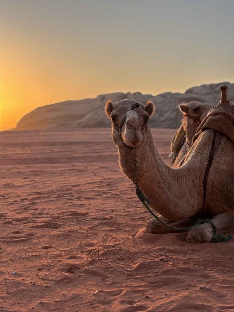 Camels at sunset