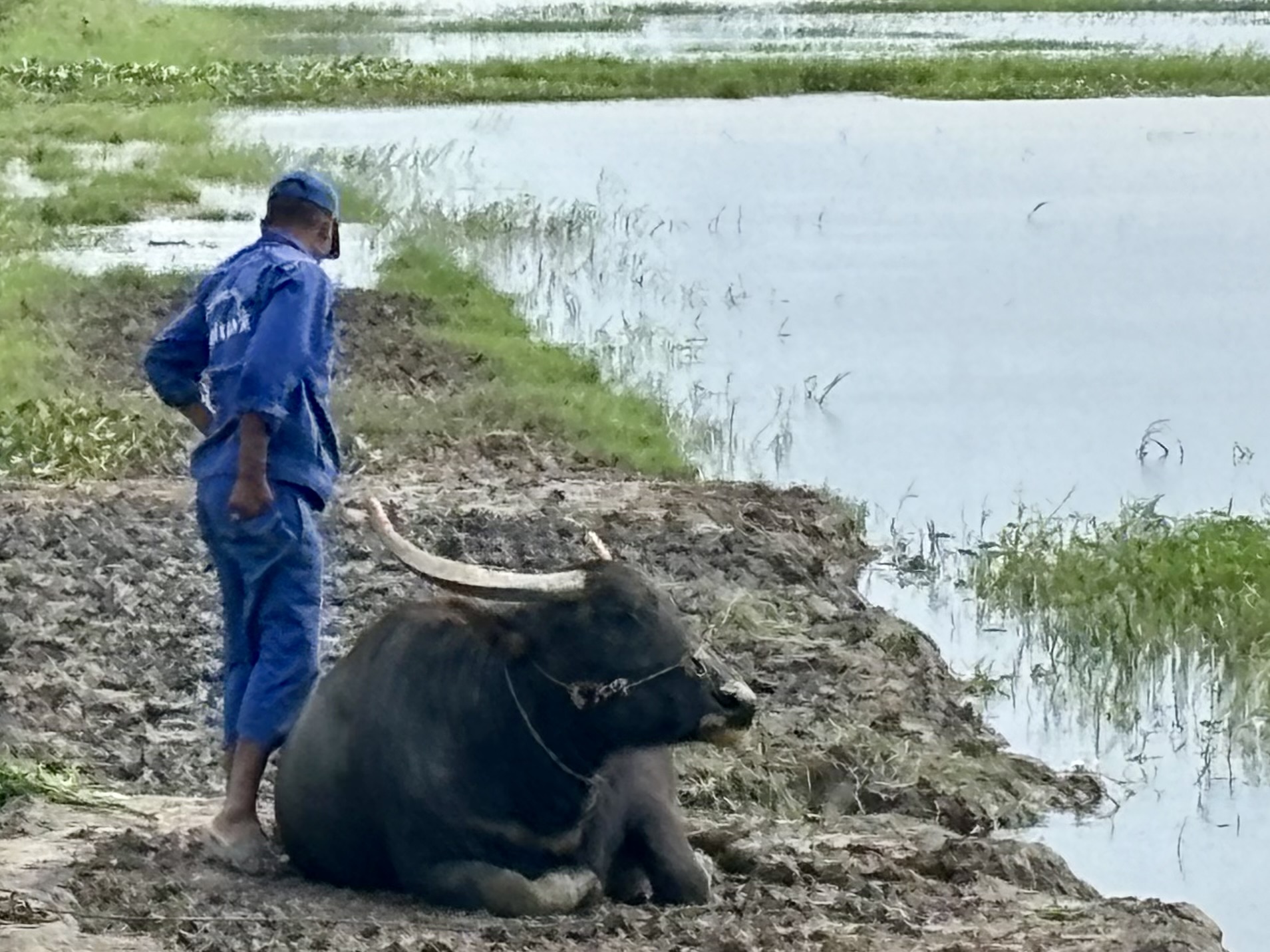 Water buffalo